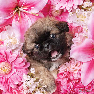 PICTWANカレンダー 2月