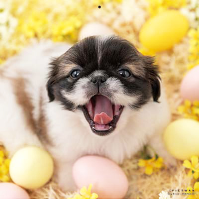 PICTWANカレンダー 3月