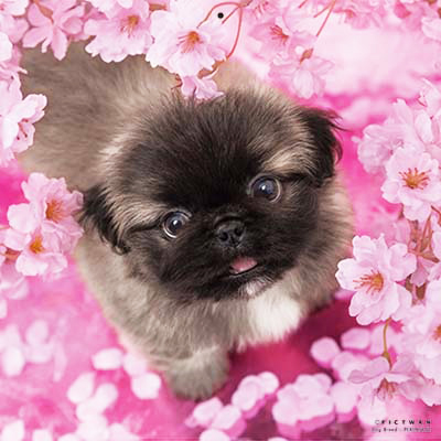 PICTWANカレンダー 4月