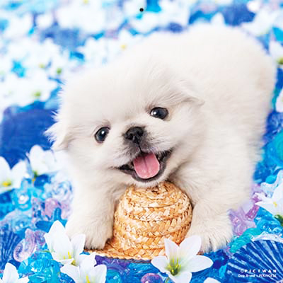 PICTWANカレンダー 5月