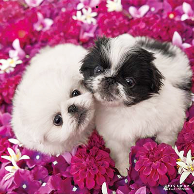 PICTWANカレンダー 6月