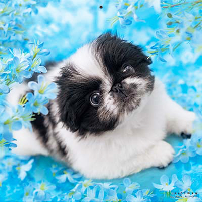 PICTWANカレンダー 7月