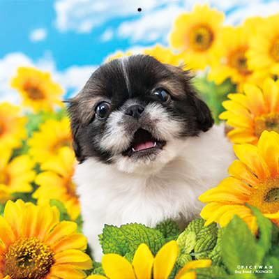 PICTWANカレンダー 8月