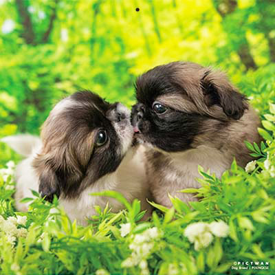 PICTWANカレンダー 9月