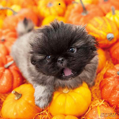 PICTWANカレンダー 10月