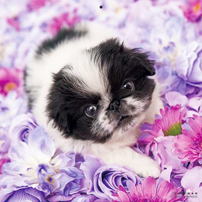 PICTWANカレンダー 11月