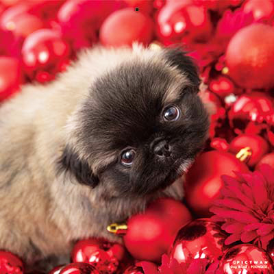 PICTWANカレンダー 12月