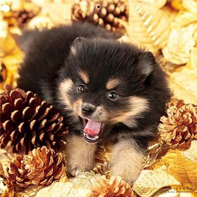 PICTWANカレンダー 1月