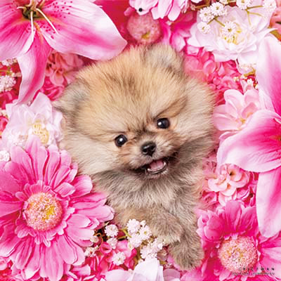 PICTWANカレンダー 2月