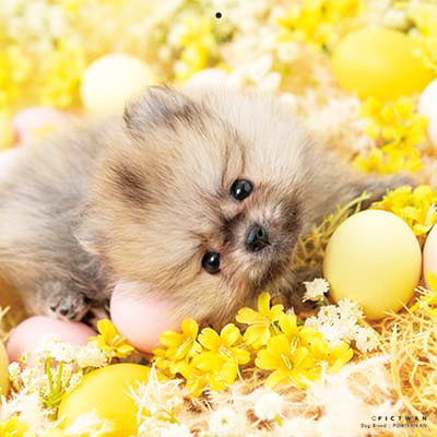 PICTWANカレンダー 3月