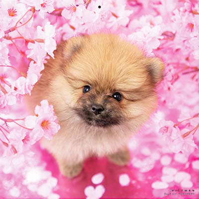 PICTWANカレンダー 4月