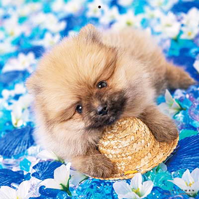 PICTWANカレンダー 5月