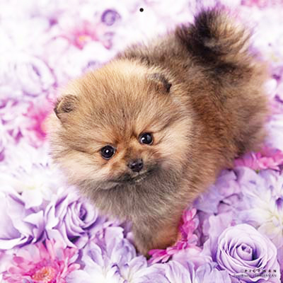 PICTWANカレンダー 6月