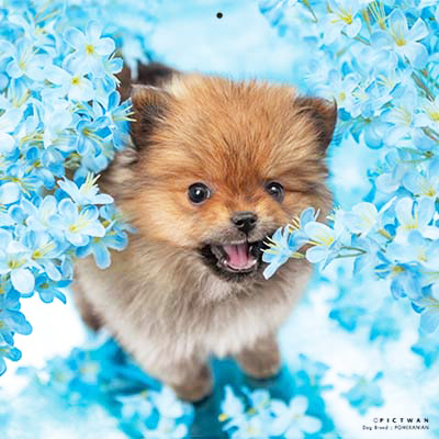 PICTWANカレンダー 7月