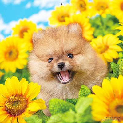 PICTWANカレンダー 8月