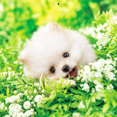 PICTWANカレンダー 9月