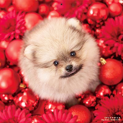 PICTWANカレンダー 10月