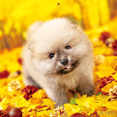 PICTWANカレンダー 11月