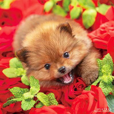 PICTWANカレンダー 12月