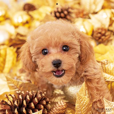 PICTWANカレンダー 1月