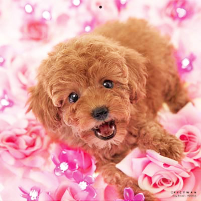 PICTWANカレンダー 2月