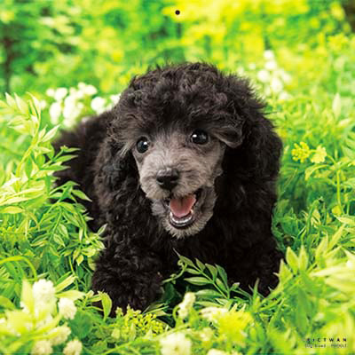 PICTWANカレンダー 3月