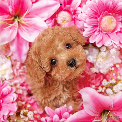 PICTWANカレンダー 4月