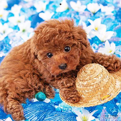 PICTWANカレンダー 5月