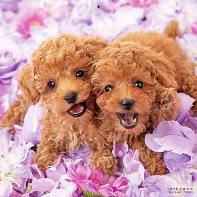 PICTWANカレンダー 6月