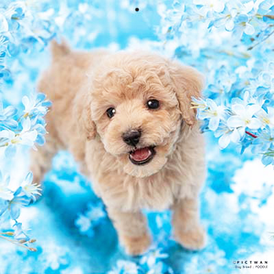 PICTWANカレンダー 7月