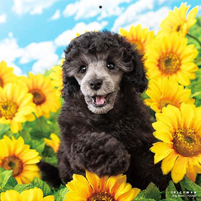 PICTWANカレンダー 8月