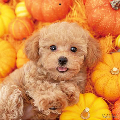 PICTWANカレンダー 9月