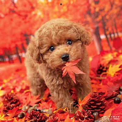 PICTWANカレンダー 10月