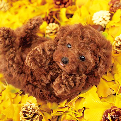 PICTWANカレンダー 11月