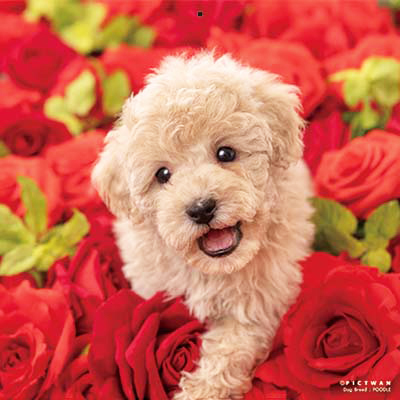 PICTWANカレンダー 12月