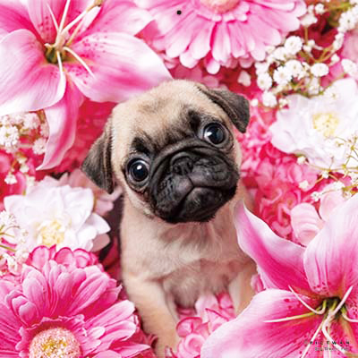 PICTWANカレンダー 1月