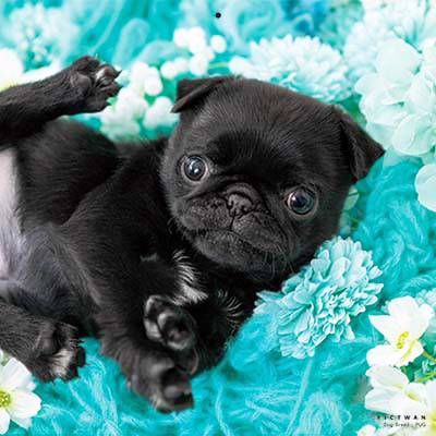 PICTWANカレンダー 2月