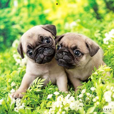 PICTWANカレンダー 3月