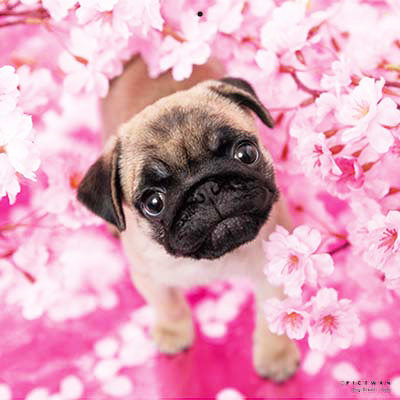 PICTWANカレンダー 4月