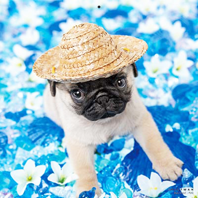 PICTWANカレンダー 5月