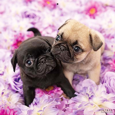 PICTWANカレンダー 6月