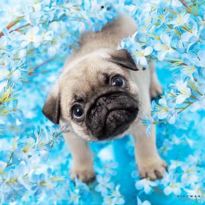 PICTWANカレンダー 7月