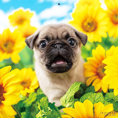 PICTWANカレンダー 8月