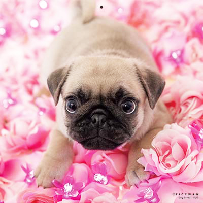 PICTWANカレンダー 9月