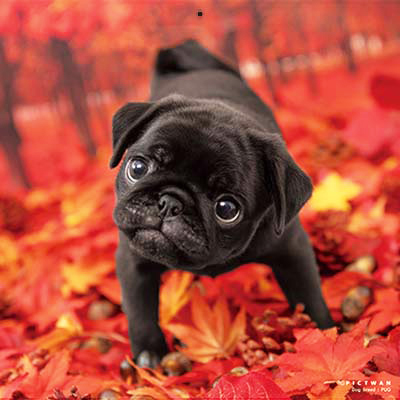 PICTWANカレンダー 10月