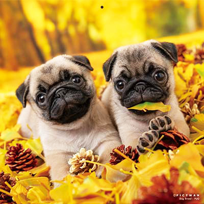 PICTWANカレンダー 11月