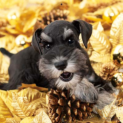 PICTWANカレンダー 1月