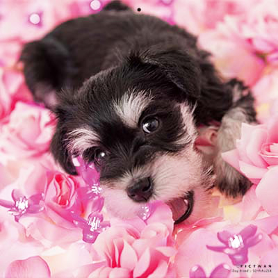 PICTWANカレンダー 2月