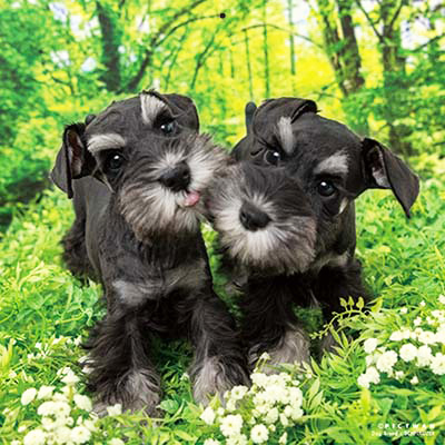 PICTWANカレンダー 3月