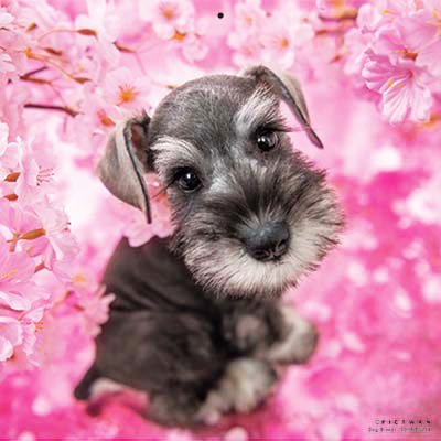 PICTWANカレンダー 4月